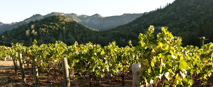 Monitor Ledge Vineyard
