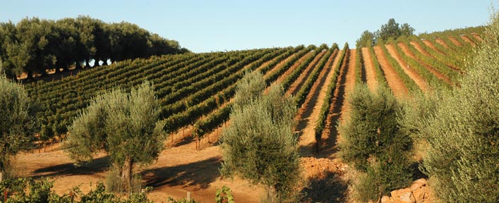 Stout Vineyard