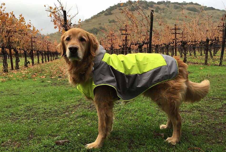 Cooper in raincoat