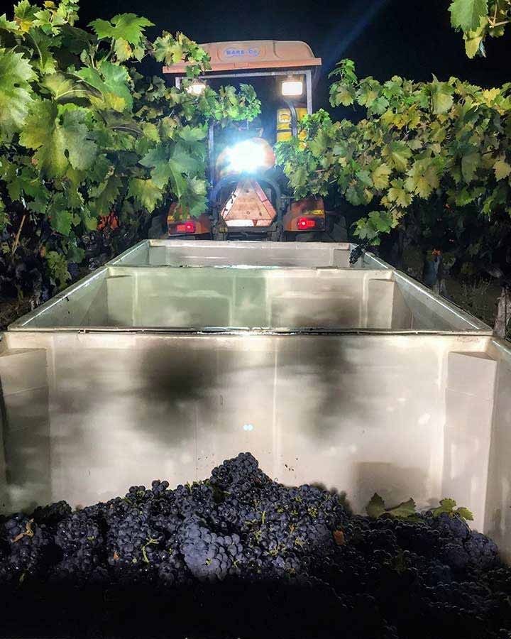 Zinfandel being picked