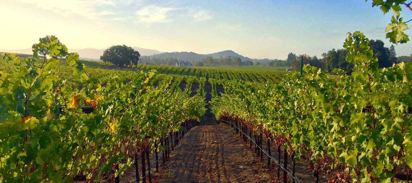 Paraduxx Cork Tree Vineyard Feature Image