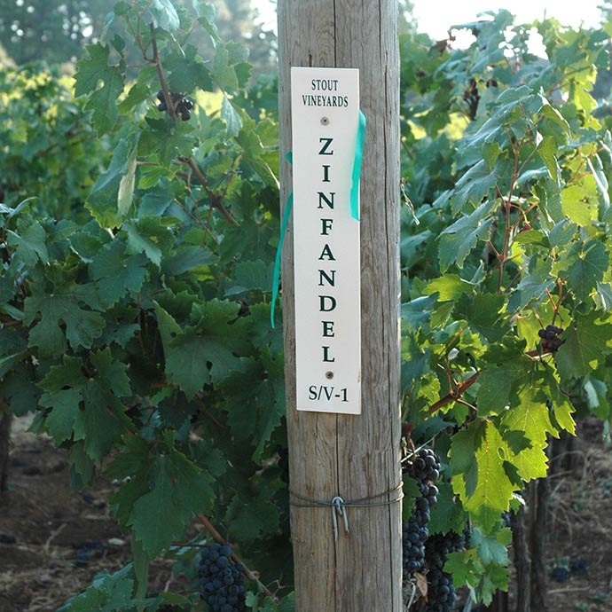 Stout Vineyard block on Howell Mountain