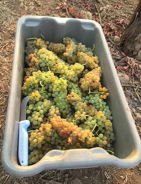 White grapes in bin